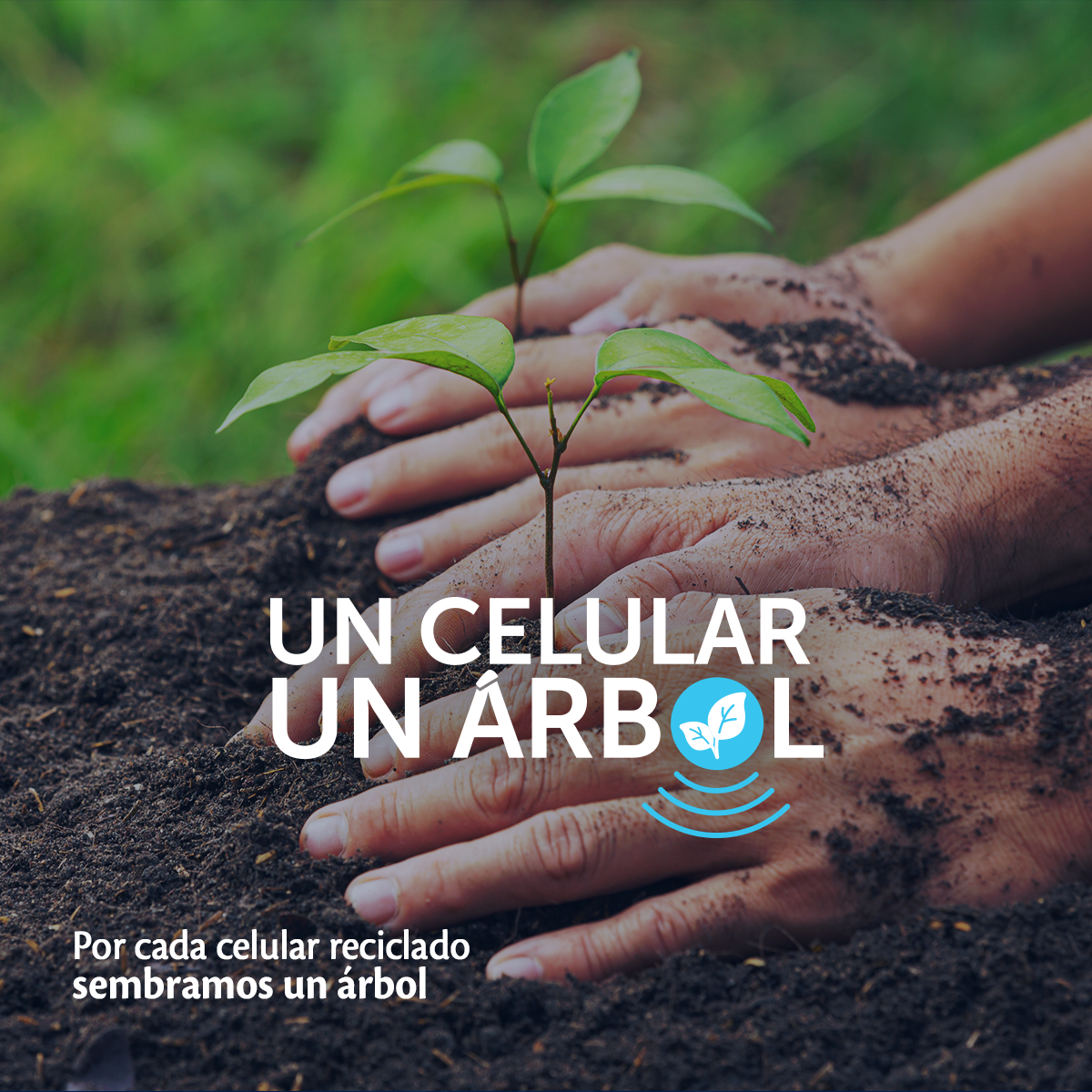 Un Celular, Un Árbol.