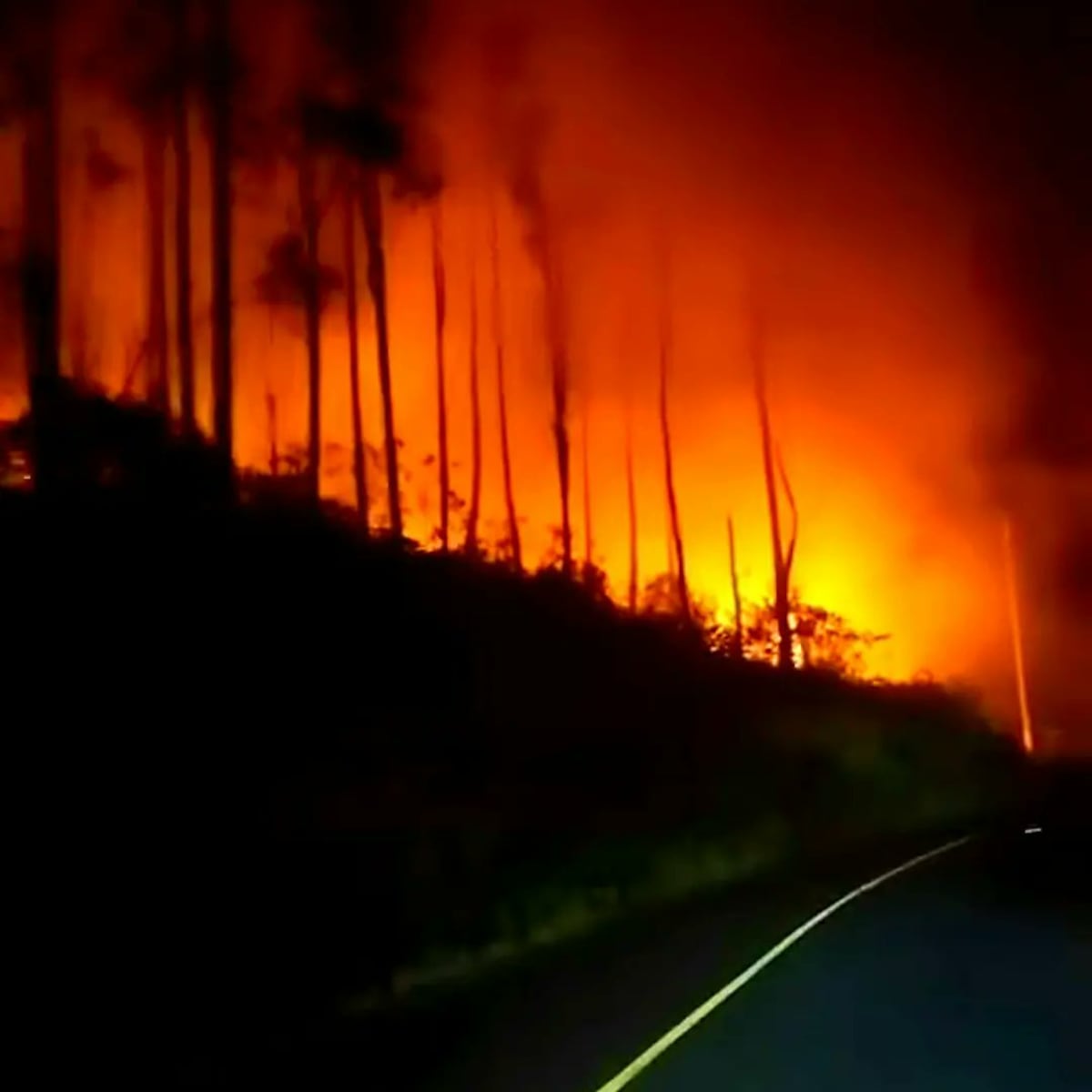 Desastre. Muere fauna y flora. Fuego en la Reserva Forestal La Yeguada consume más de 140 hectáreas. Video