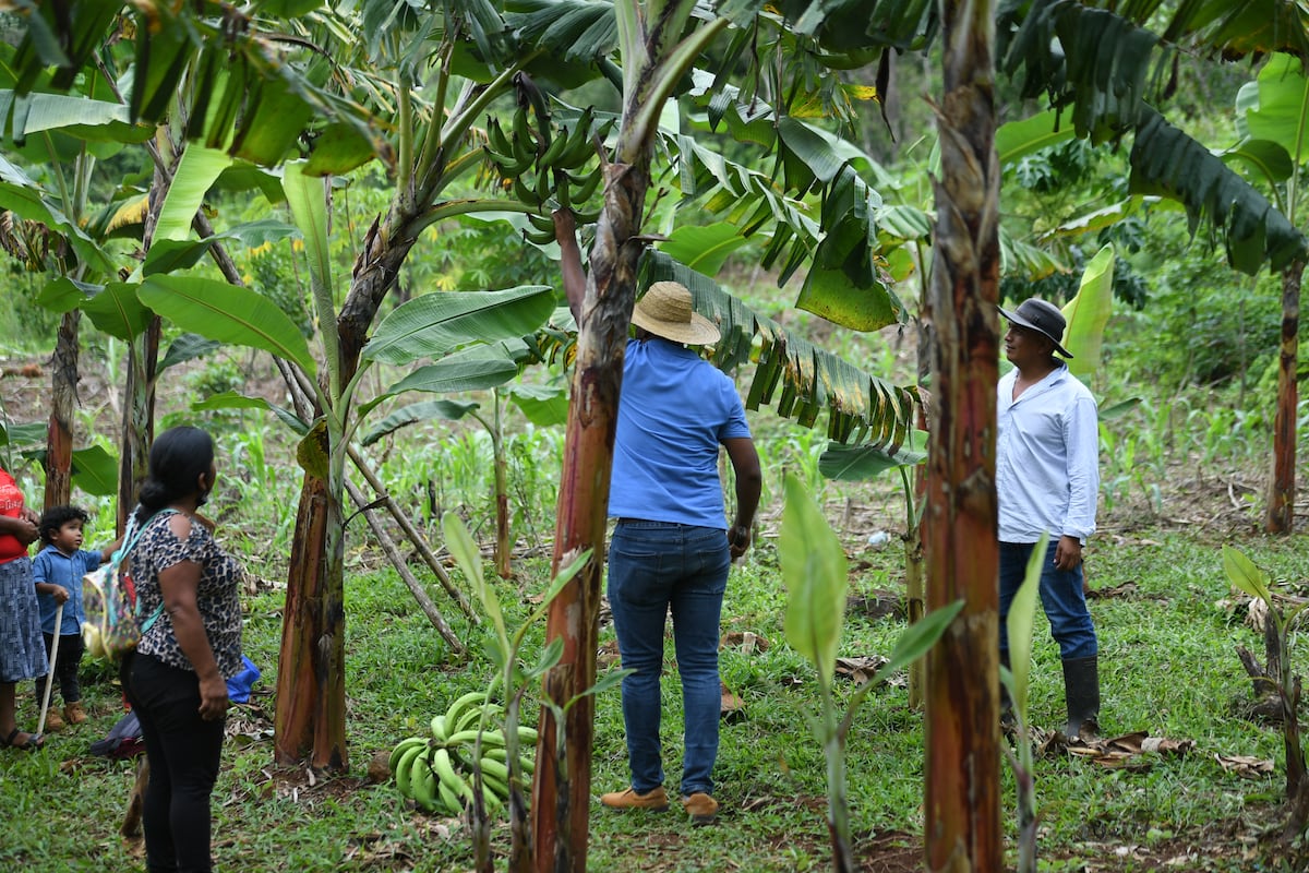 Mujeres en la comarca Ngäbe Buglé necesitan más apoyo