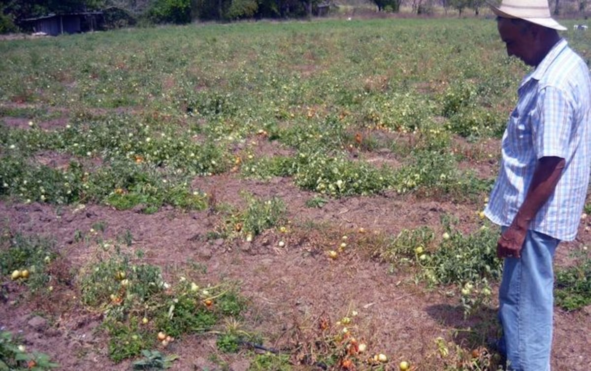 No hay pasta de tomate. Gobierno autoriza importación por desabastecimiento de pasta cruda o pulpa de tomate