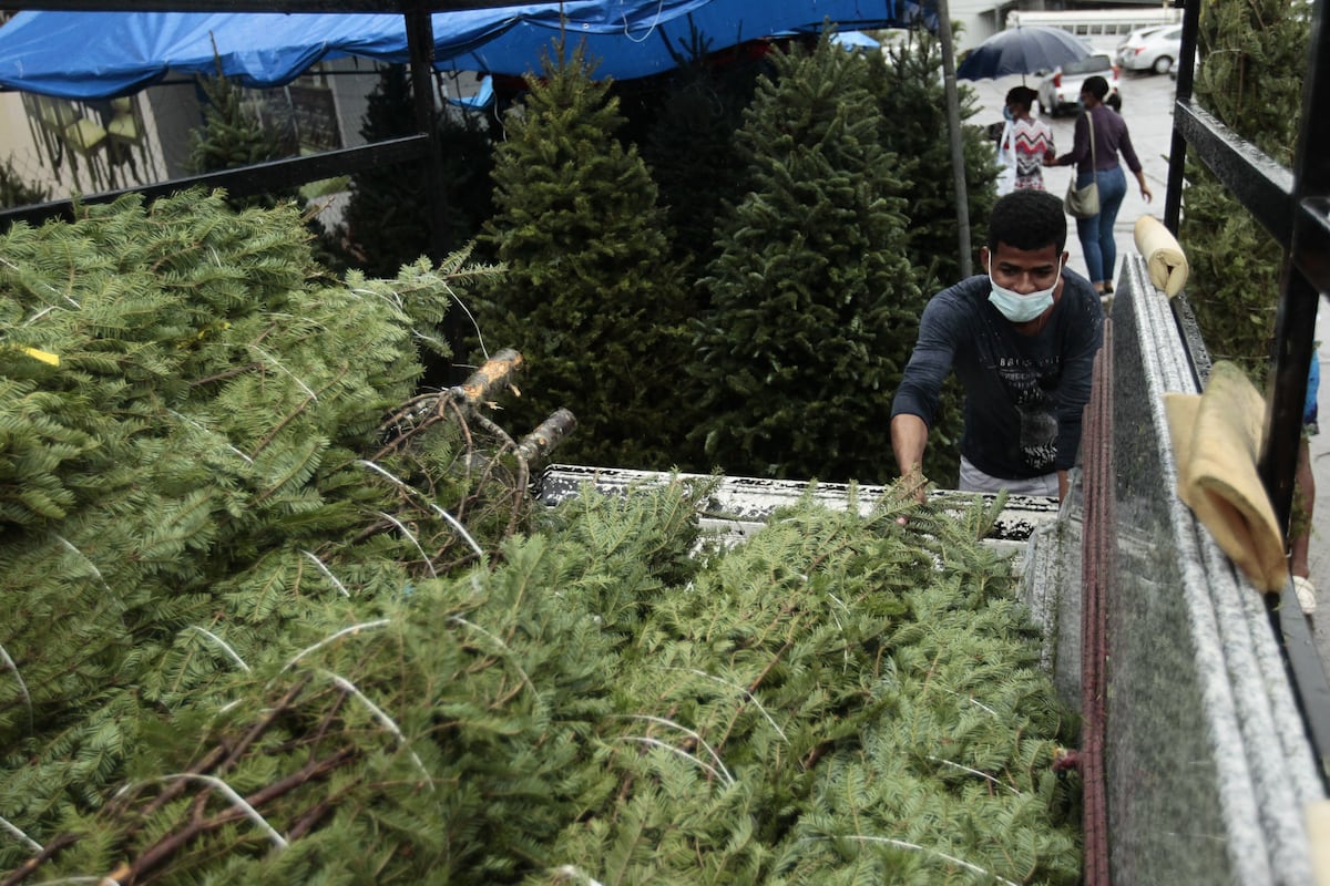 Llegó diciembre. Arbolitos navideños naturales y artificiales por las nubes