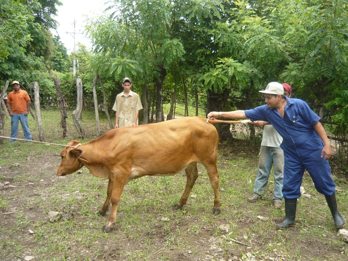 Minsa ya cuenta con vacunas contra rabia bovina