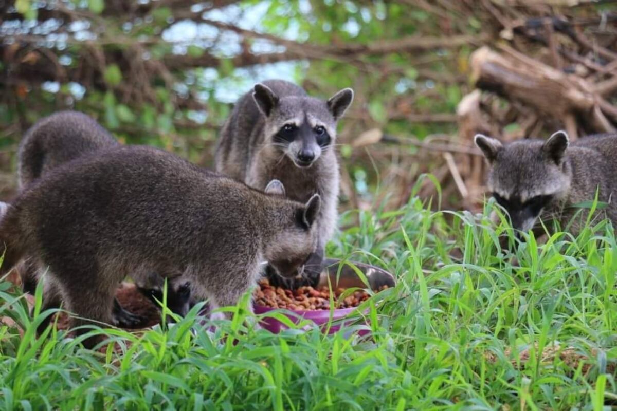 MiAmbiente pide a la población no alimentar a los animales silvestres