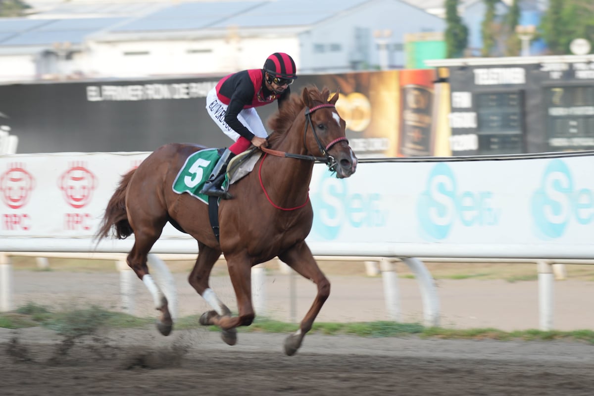 ¡Takao va por otro golpe! El campeón buscará imponer su clase en el Clásico Independencia