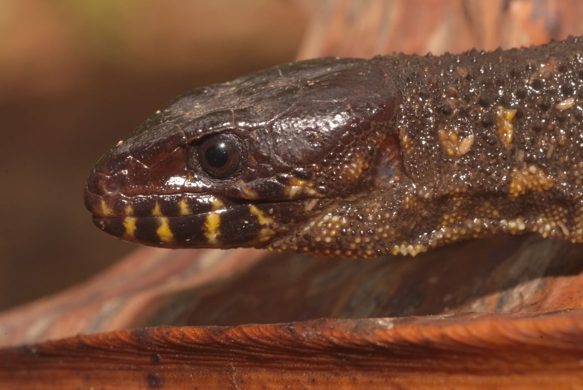 Biólogos encuentran nuevas especies de fauna en Panamá. Fotos  