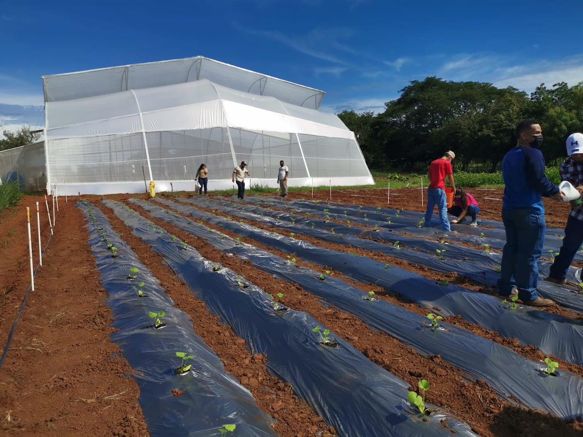 Idiap instala casa de vegetación para la protección de cultivos en El Ejido