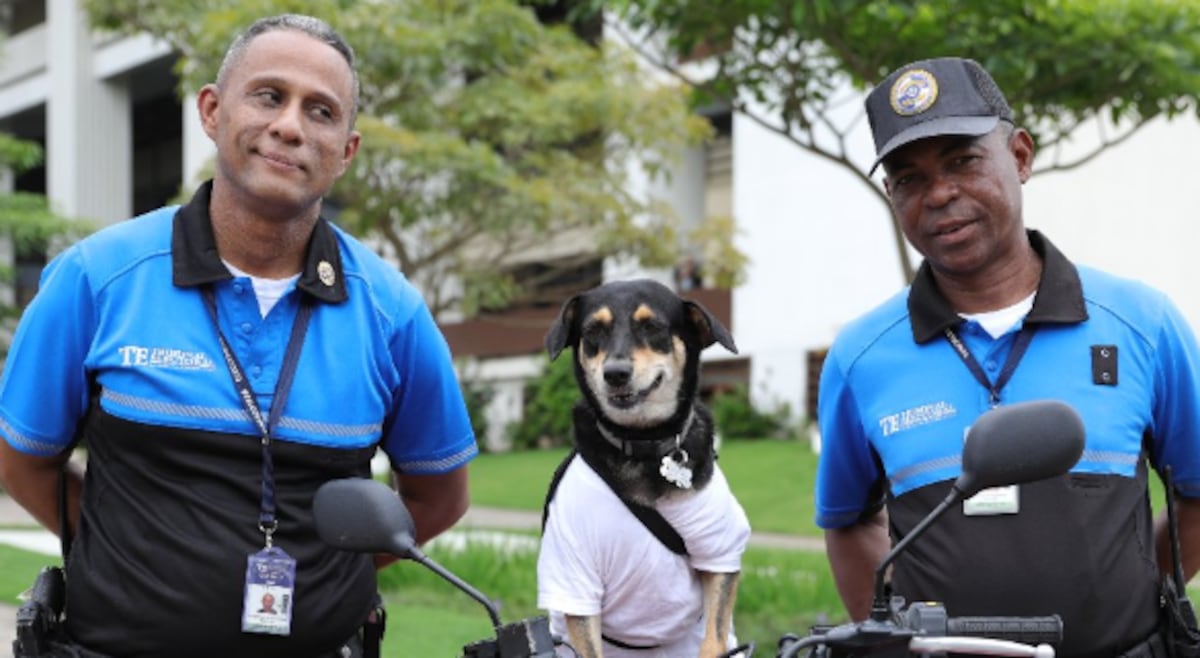 Perrita Rosy recuerda cuando fue dama de honor en una boda en el Tribunal Electoral