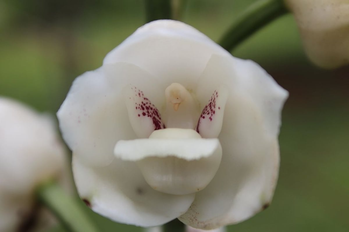 Aprueban tercer debate del proyecto del Festival Nacional de la Flor del Espíritu Santo