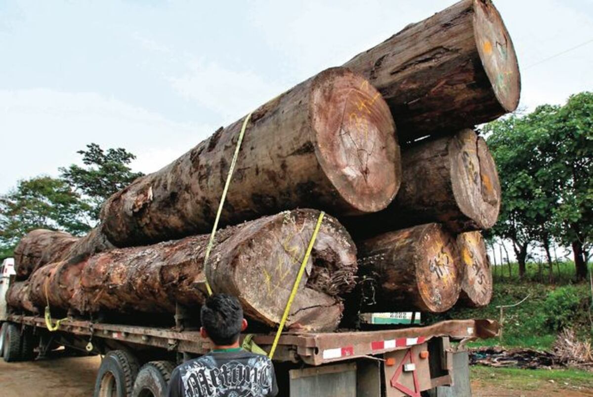 Ministerio de Ambiente reitera que se mantienen suspendidos permisos para tala de árboles 