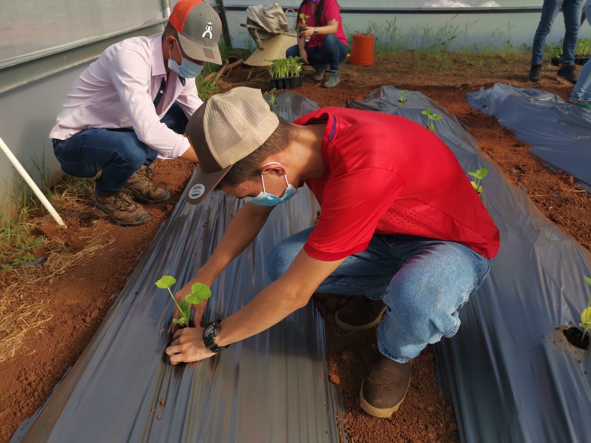 Idiap instala casa de vegetación para la protección de cultivos en El Ejido