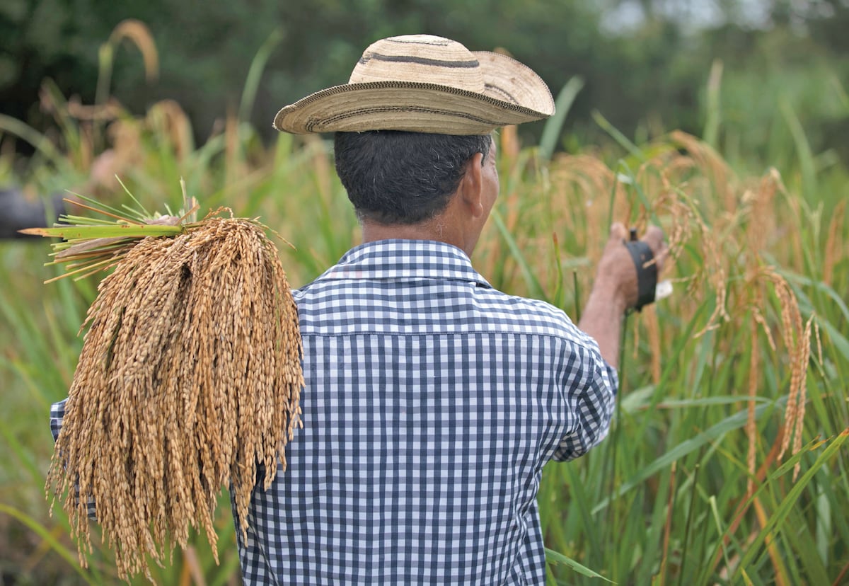 Panamá pagará $7.1 millones tras acuerdo por compra de arroz guyanés