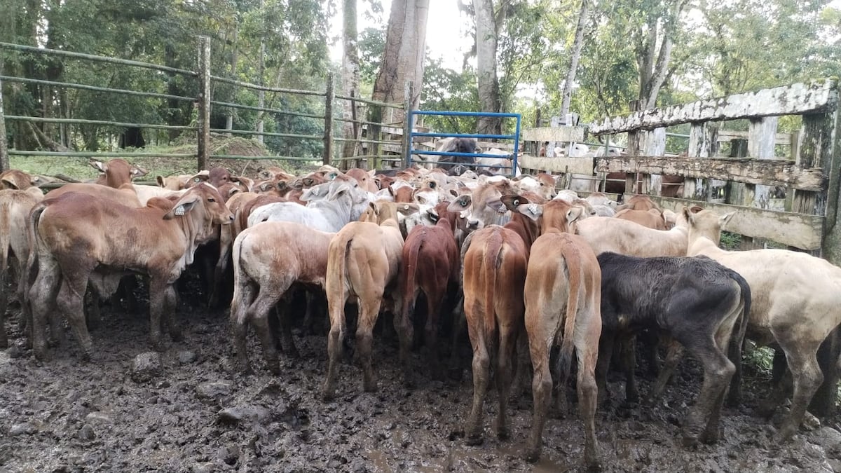 MIDA confirma caso de rabia bovina y refuerza controles en Vallerriquito