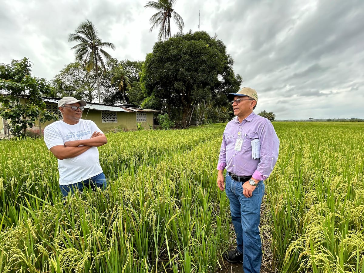 Lluvias en Veraguas afectan más de 37 hectáreas de arroz