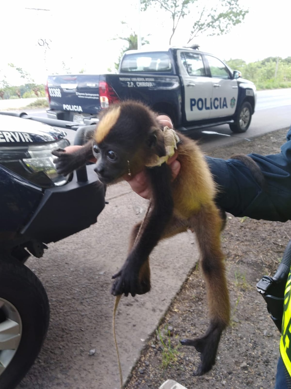 Lo sorprenden vendiendo mono en peligro de extinción