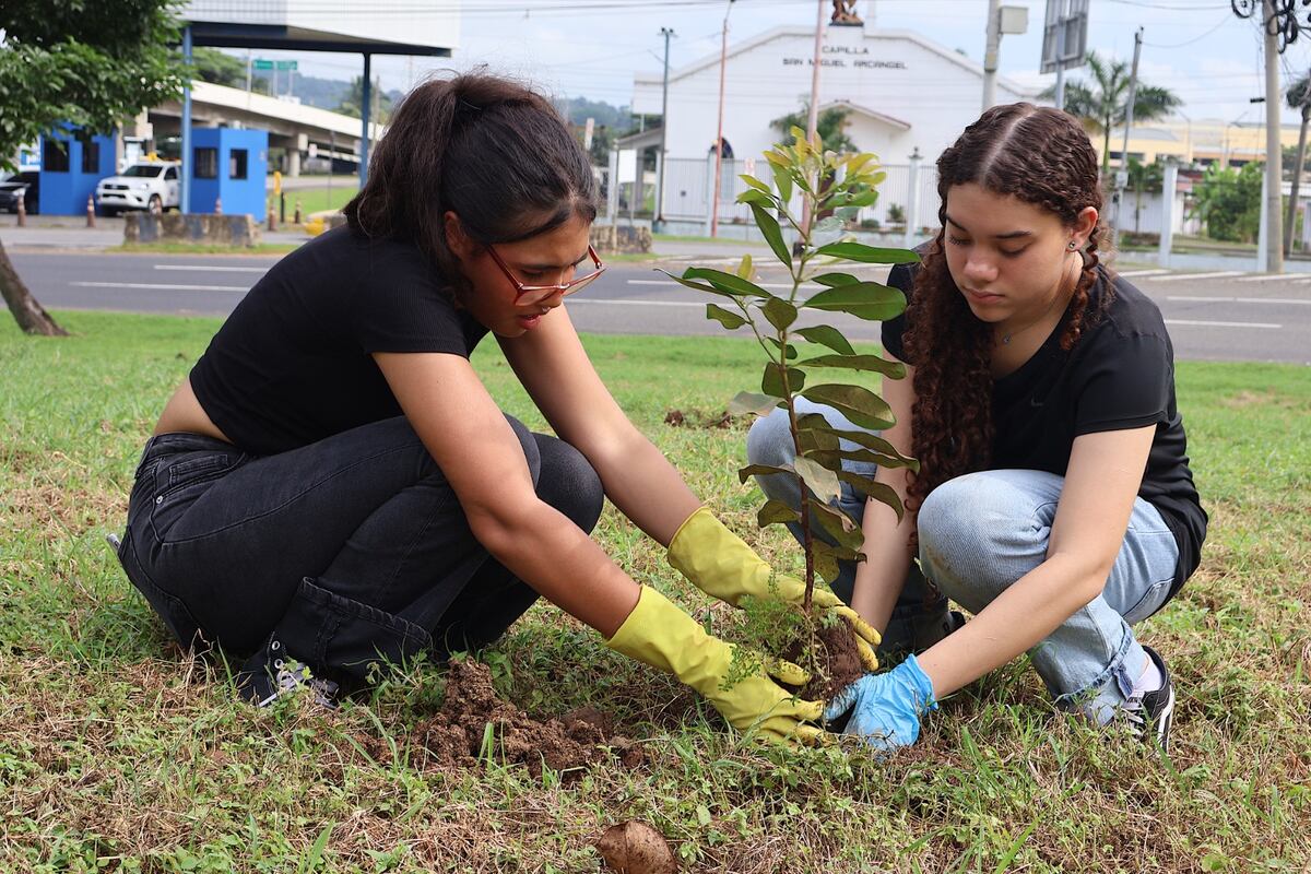 La Avenida Ascanio Arosemena se viste de verde