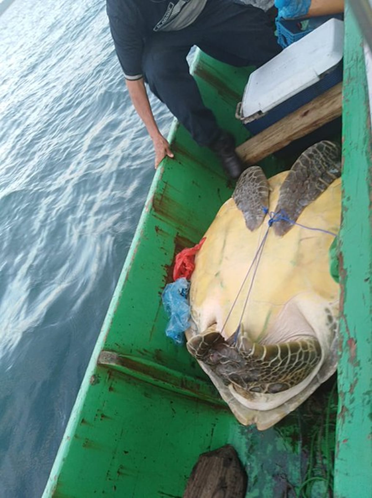 Capturan a cuatro por caza ilegal.Policía rescata dos enormes tortugas verdes