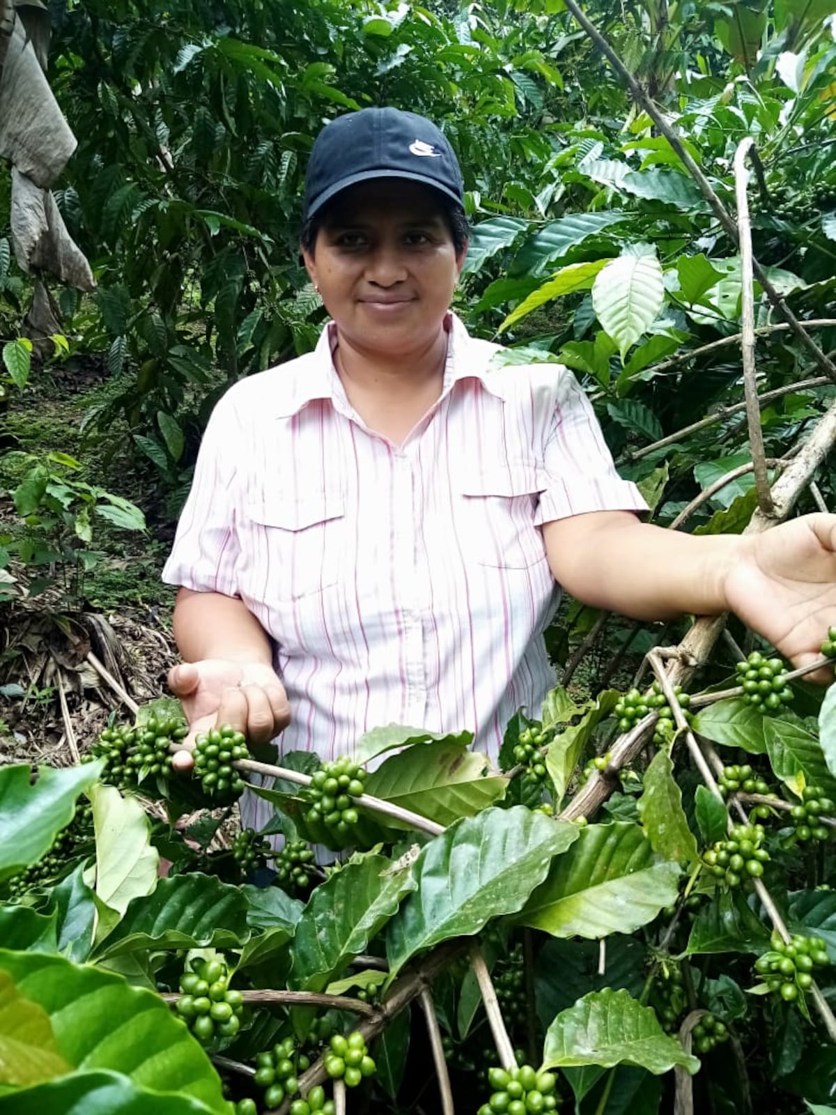 Café, la esperanza de productores en las montañas de Capira