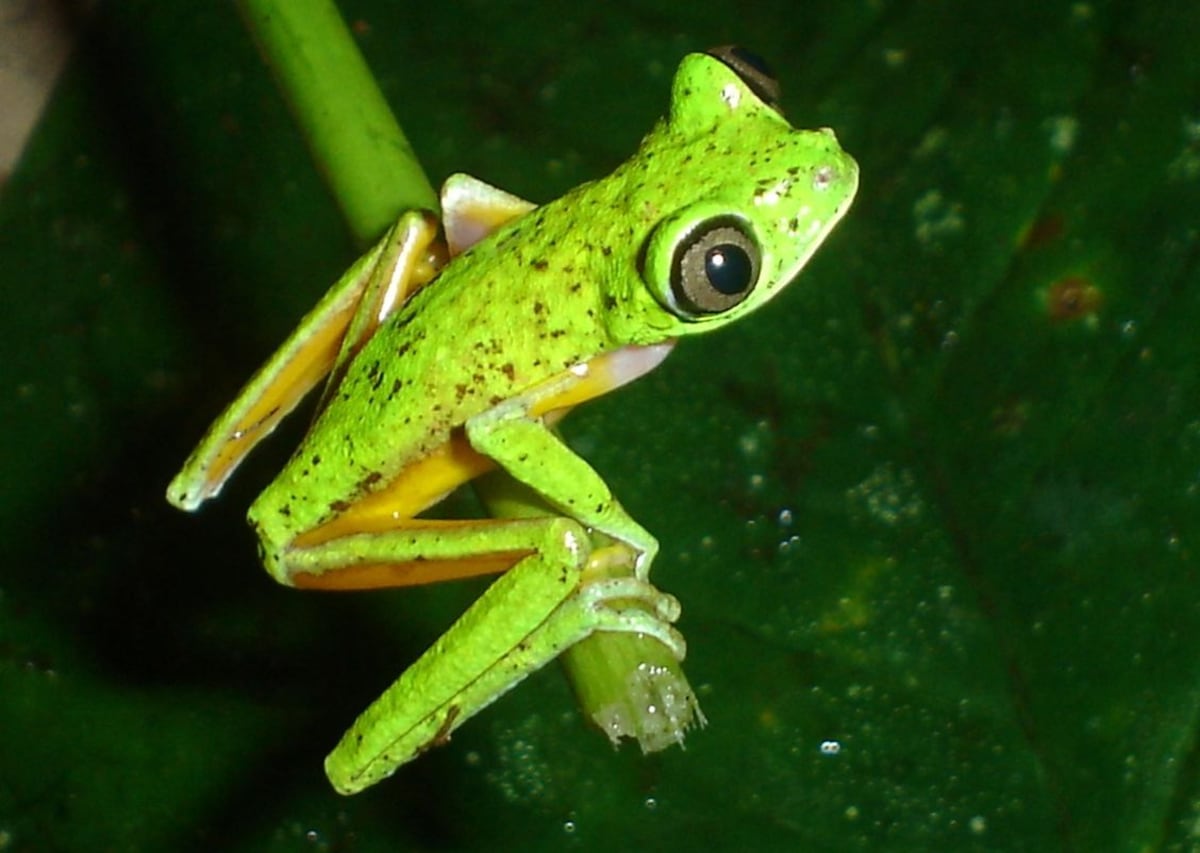 Todas las ranas ‘cristal’ ahora están protegidas