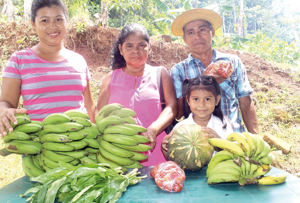 Gracias a la agricultura Hernán Herrera ha podido sacar adelante a sus 11 hijos en Capira 