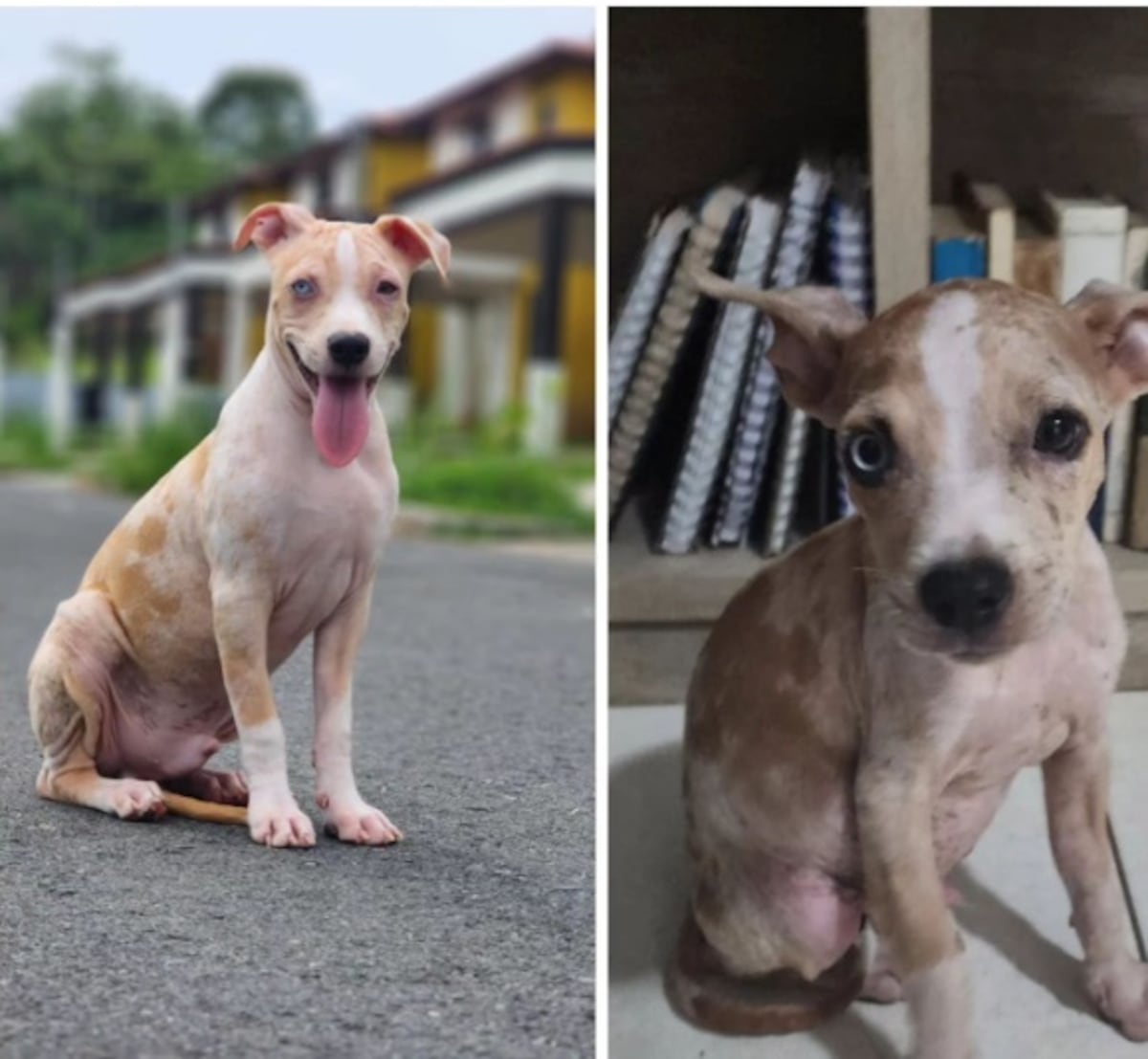 Ex miss rescata a perrito y ahora quieren quitárselo 