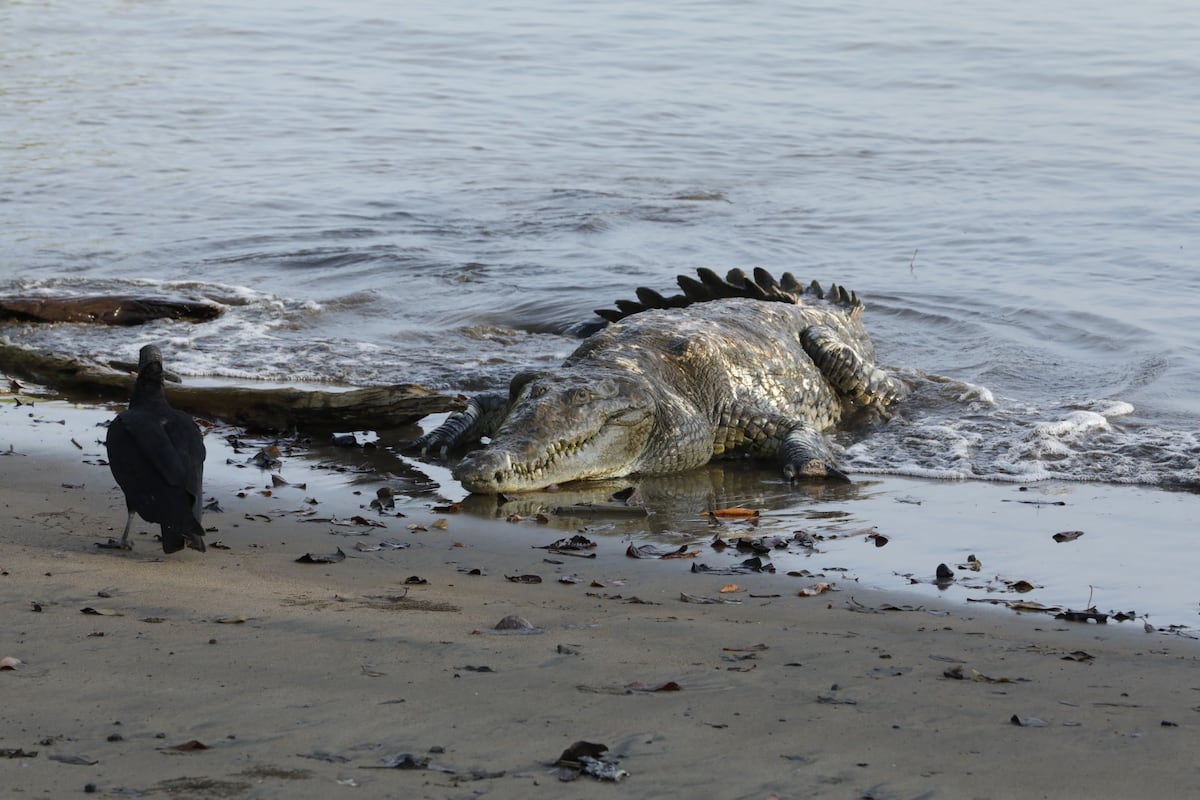 Más avistamientos de cocodrilos: el impacto del desarrollo humano en su hábitat