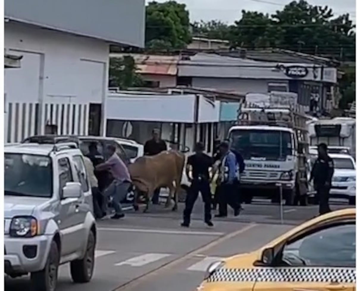 Pánico en Chitré. Vaca en soltura en plaza comercial puso a todos a correr. Video