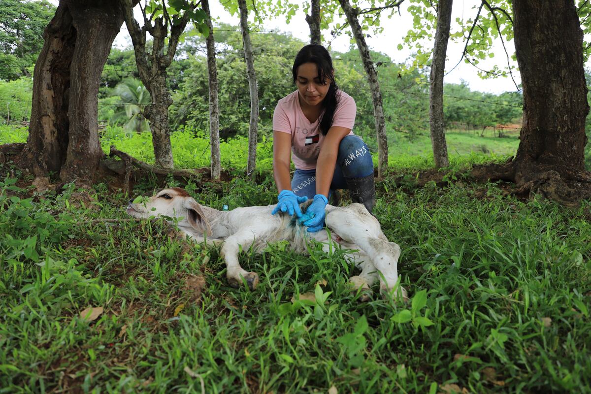 Preocupación por brote que afecta a animales y humanos en Panamá