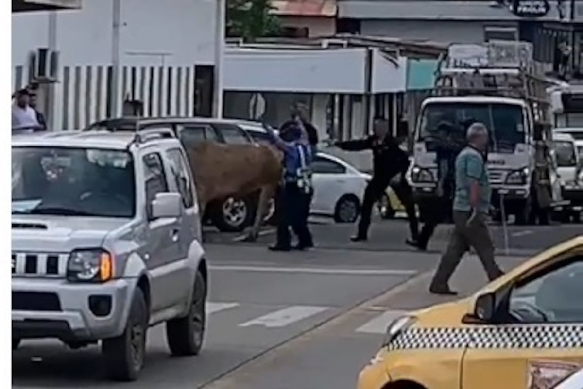 Pánico en Chitré. Vaca en soltura en plaza comercial puso a todos a correr. Video