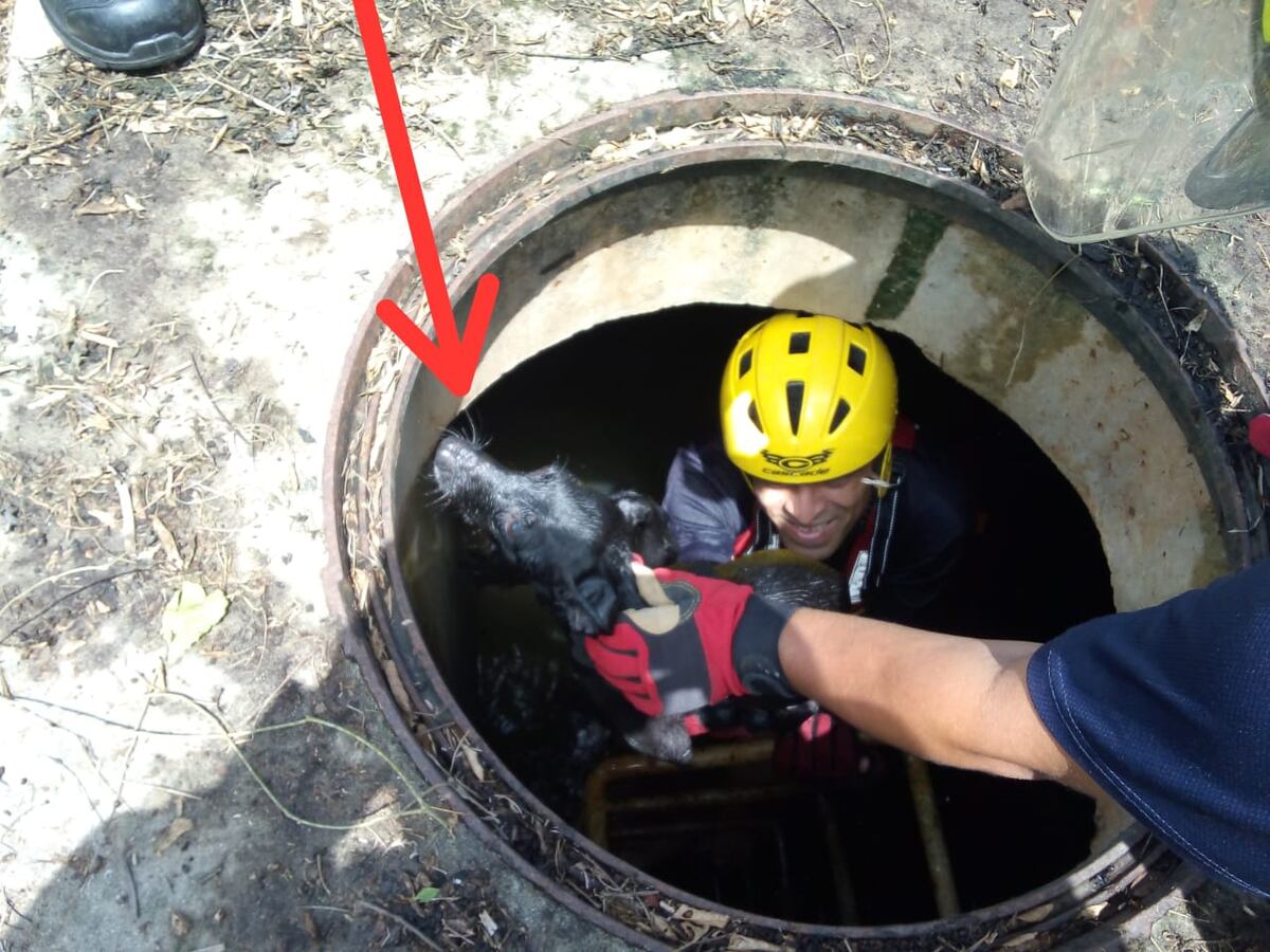 Bomberos de La Chorrera rescatan a perro que estaba a punto de morir ahogado dentro de un alcantarillado 