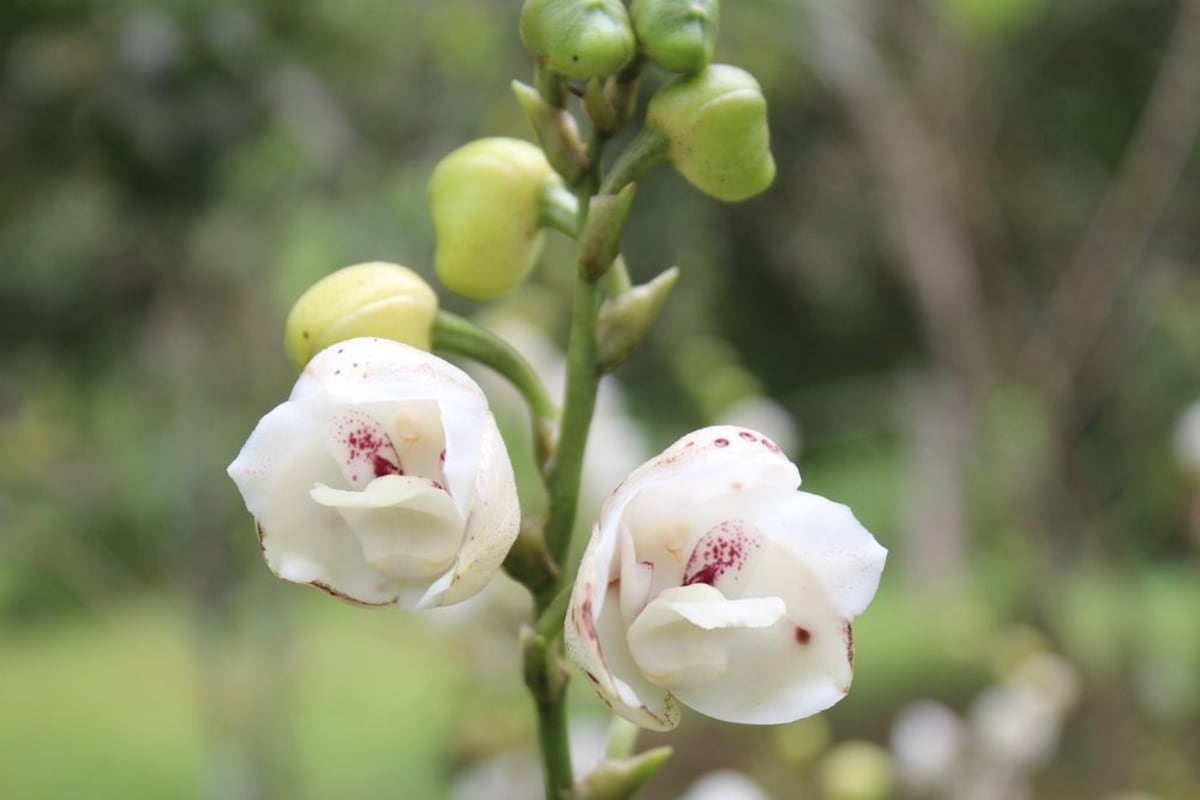 ¡LA SALVAN EN CAPIRA! Cinco mil flores del 'Espíritu Santo'