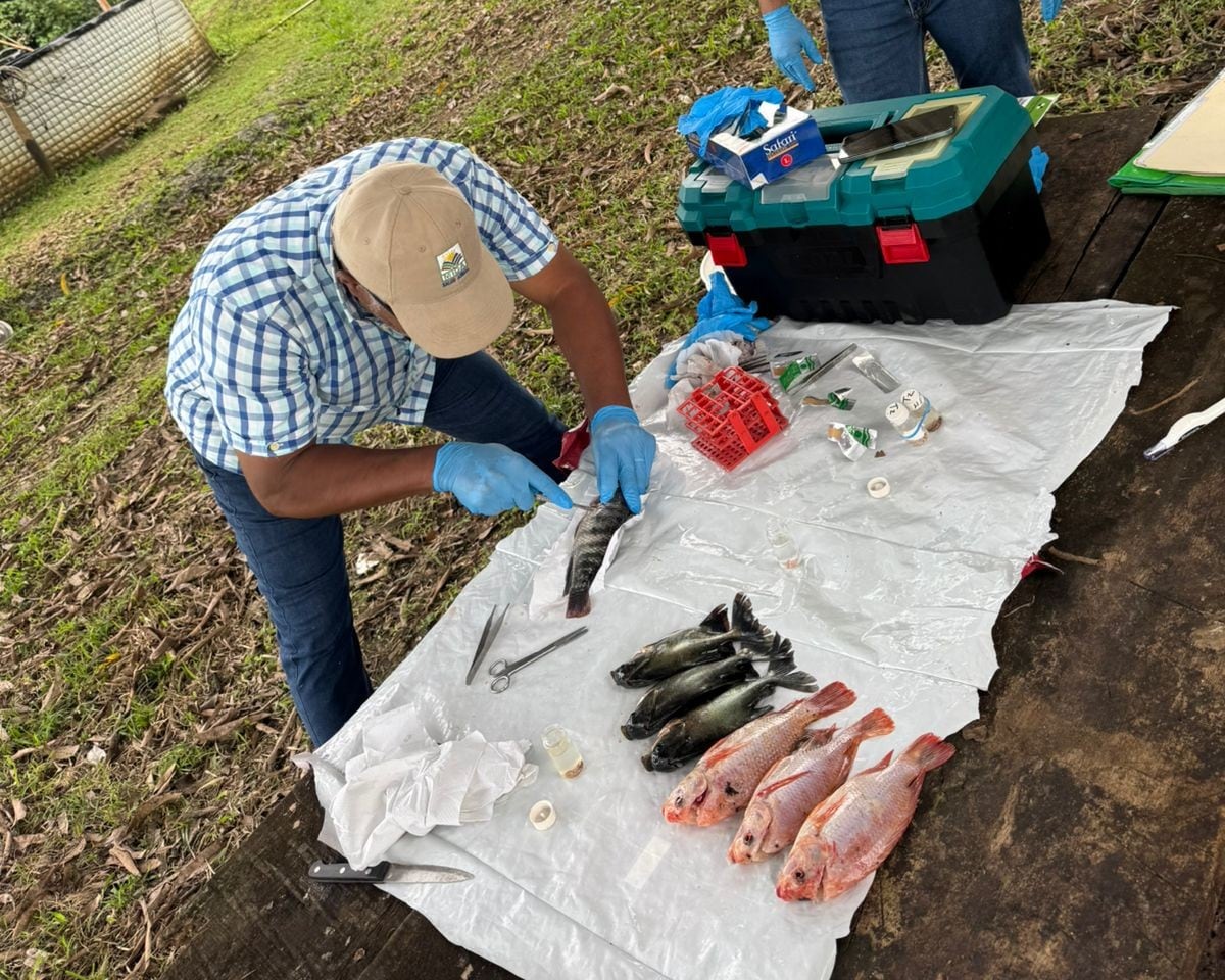 Técnicos del MIDA se capacitan en Darién para vigilar la salud de camarones y tilapias