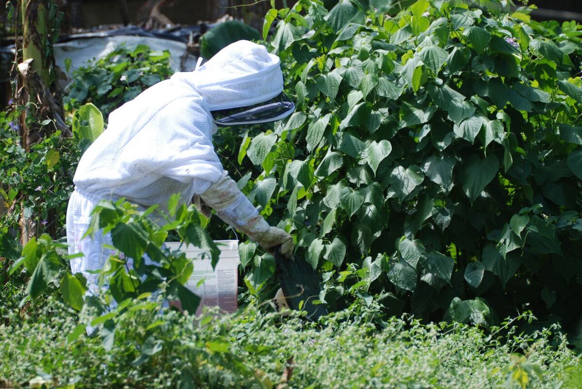 ¡Atención! se incrementan las llamadas por abejas africanizadas