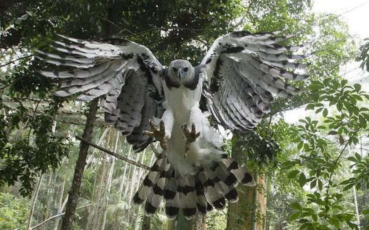 VIDEO| Asombroso hallazgo de nido de Águila Harpía, en Chagres 