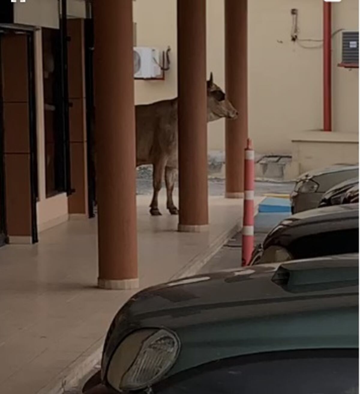 Pánico en Chitré. Vaca en soltura en plaza comercial puso a todos a correr. Video