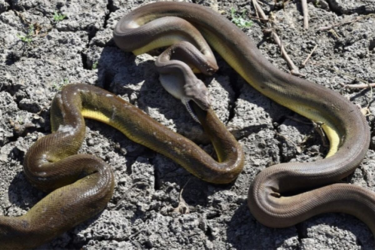 Pitón trató de tragarse a otra serpiente más grande que ella. Chequea lo que pasó