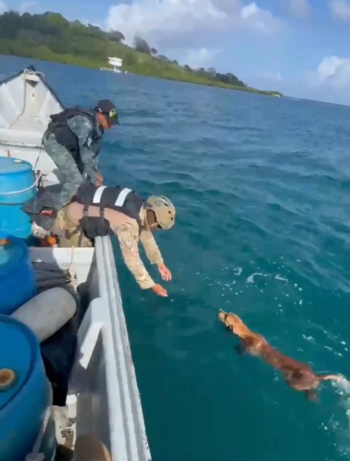 Lo ven nadando en mar abierto: SENAN rescata a perro frente a Portobelo