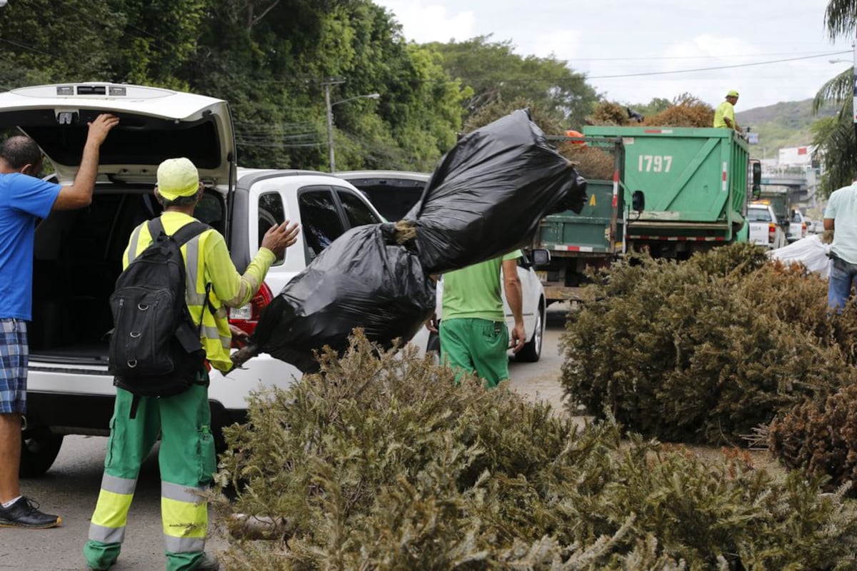 Aproveche: Revisalud recolectará arbolitos de Navidad este martes 7 