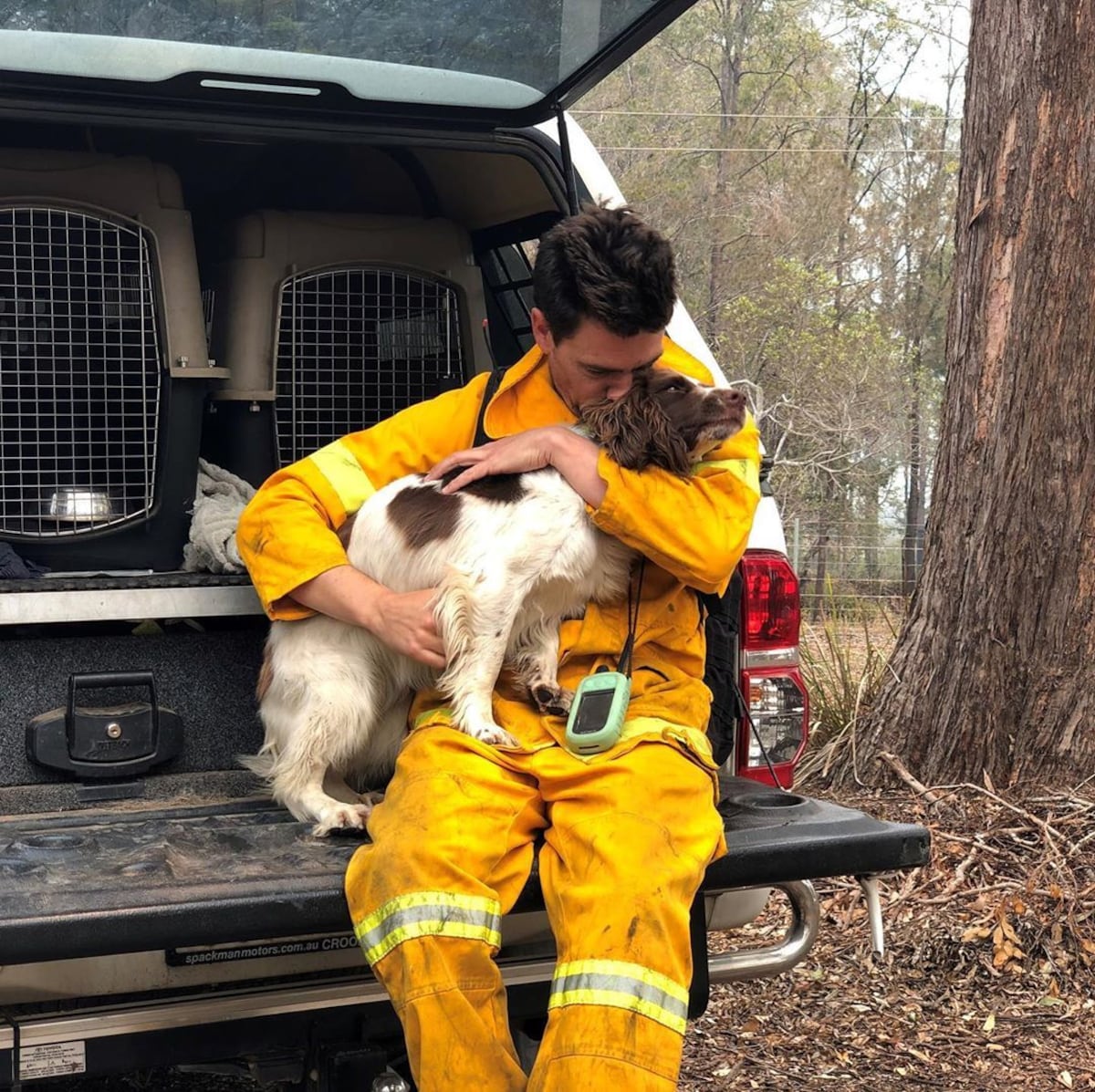 Conoce a Taylor, la perrita que busca koalas en los incendios en Australia |Video