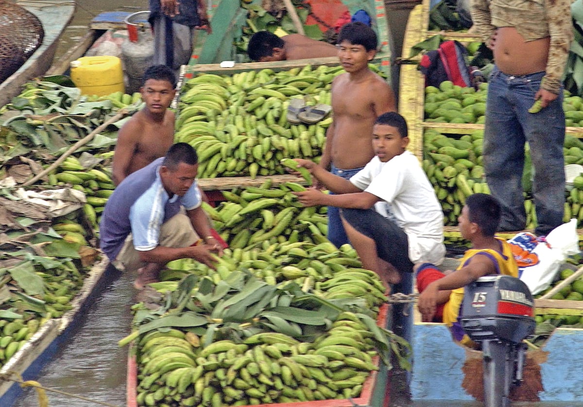 El poder del Darién se muestra en los cultivos de plátano