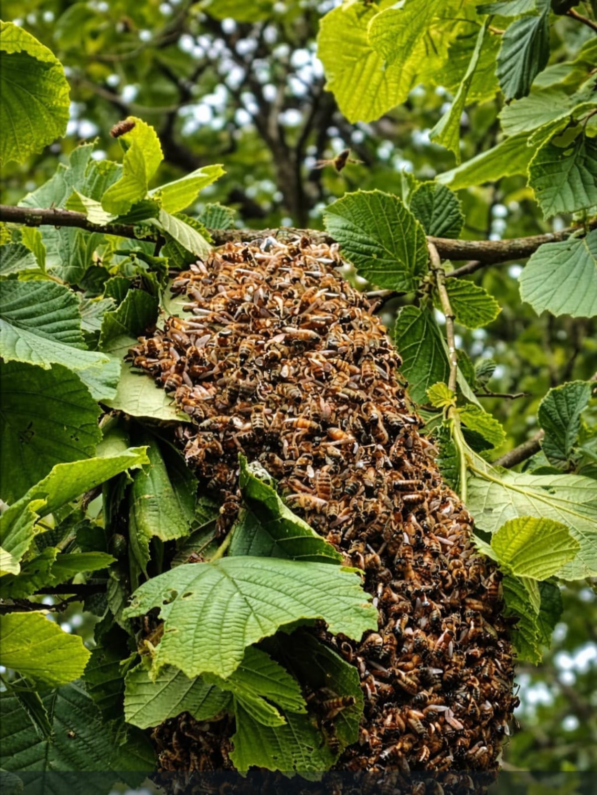 Atacan sin piedad: Enjambre de abejas deja a nueve perritos muertos y una persona en urgencias en Arraiján