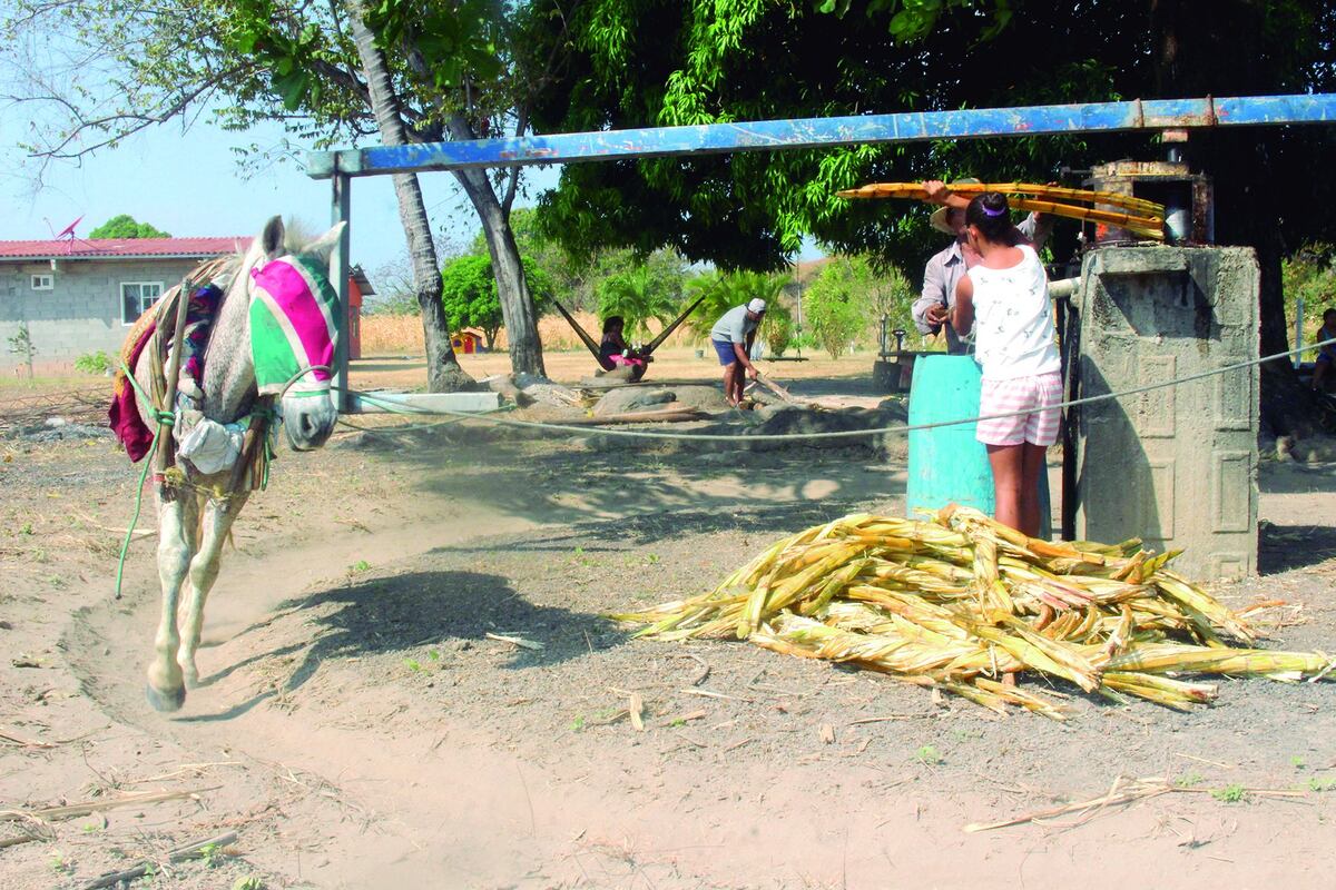 ¡Qué delicia! Así elaboran raspadura en Cabuya de Chame