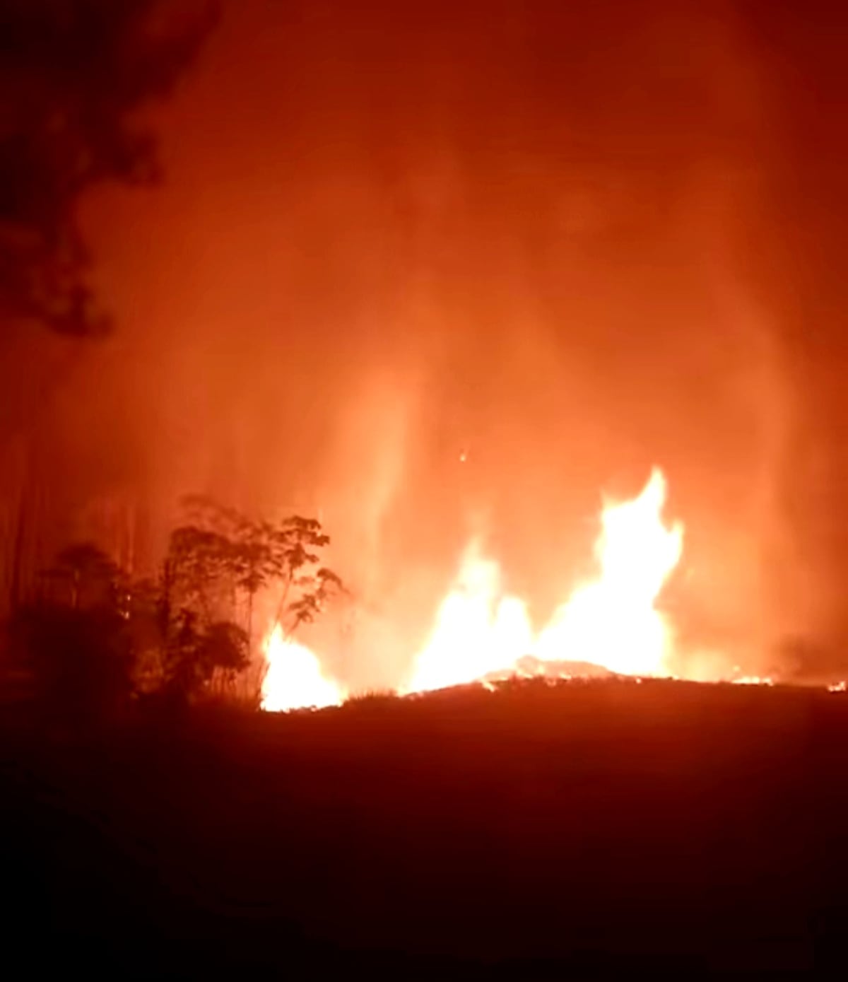 Desastre. Muere fauna y flora. Fuego en la Reserva Forestal La Yeguada consume más de 140 hectáreas. Video