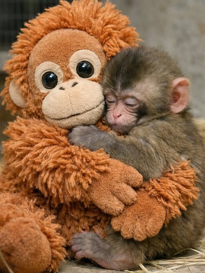 Punch, el macaco que abrazó un peluche para sanar