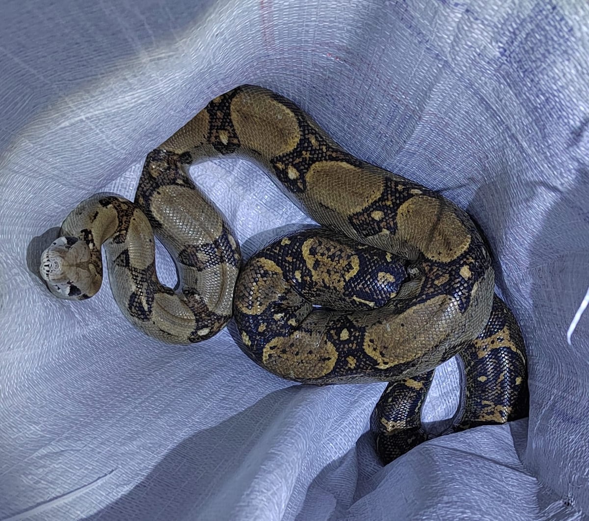 Terror. Serpiente se mete en una casa por el cielo raso y causa revuelo. Policía captura a la víbora