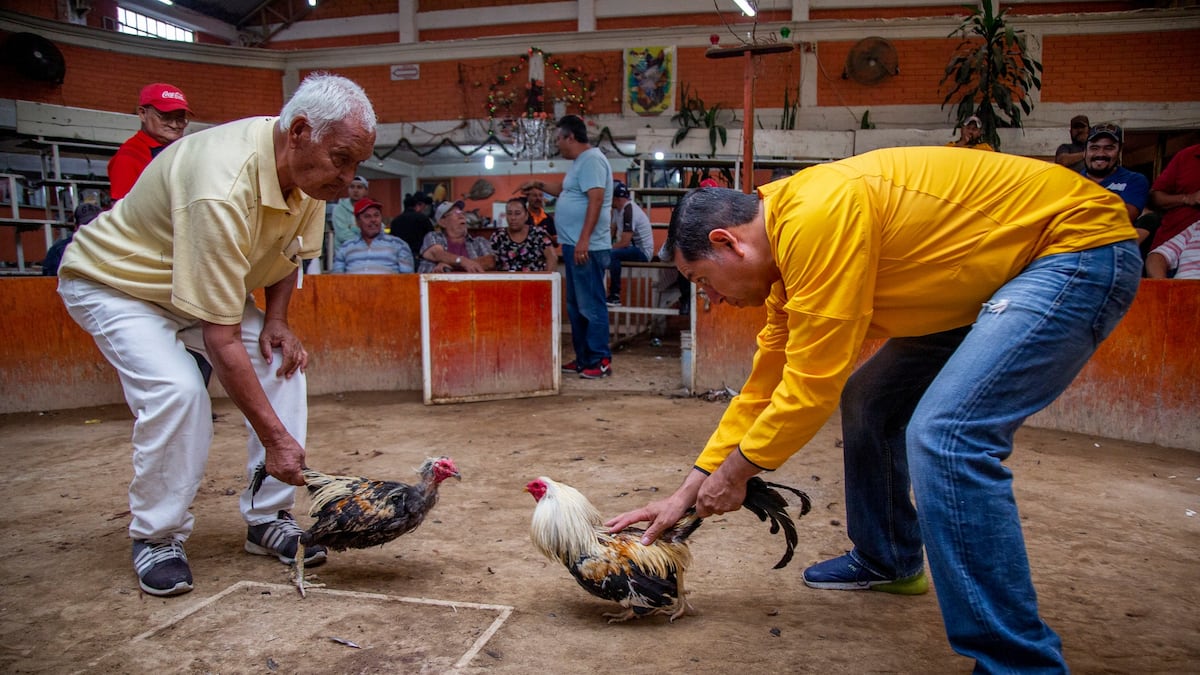 Peleas de gallo de manera virtual en República Dominicana