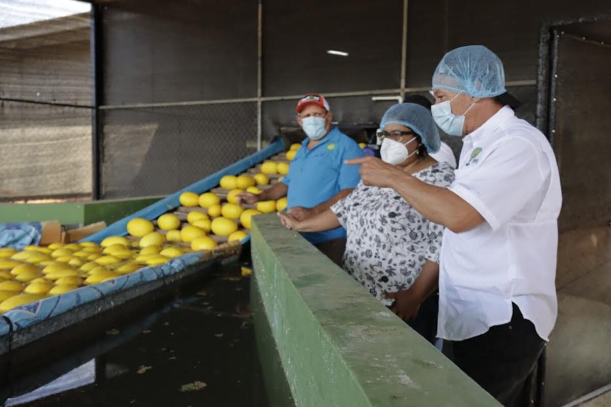 El melón santeño ya puede ser adquirido en comercios de Inglaterra