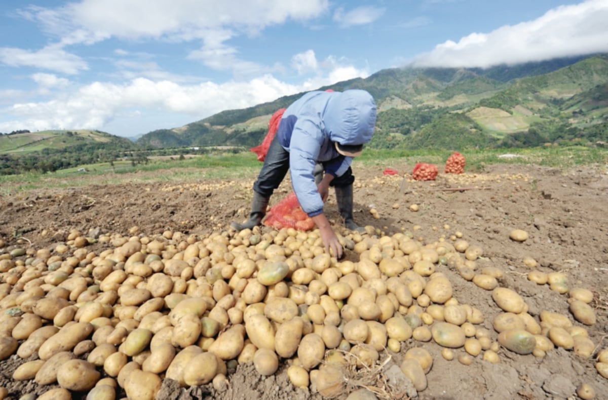 Aprueban en tercer debate proyecto que ayudará a los pequeños productores