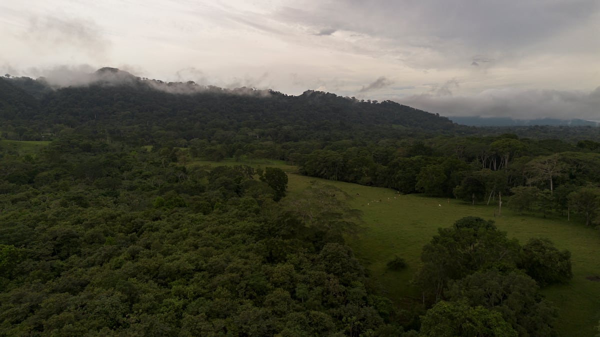 Alerta en Darién: En peligro los bosques por deforestación, tala ilegal y comercio de madera