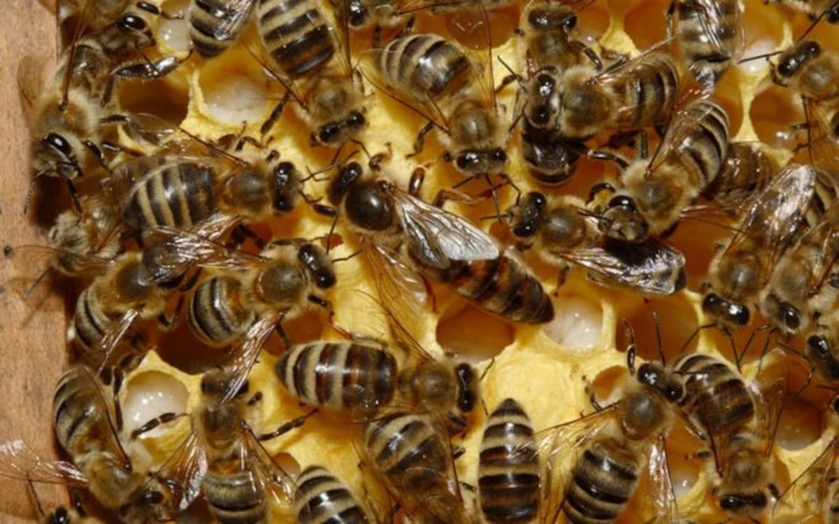 Abejas asesinas. Hombre jamás pensó que bajarse a realizar una necesidad le costaría la vida