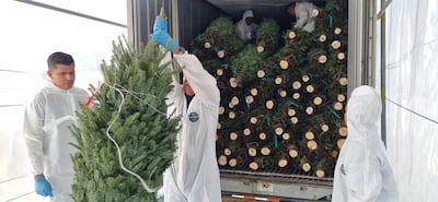 Arbolitos navideños bajo estricta vigilancia fitosanitaria en Panamá